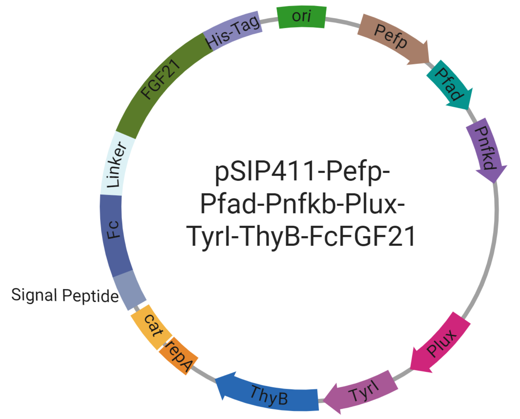 Plasmid Construction